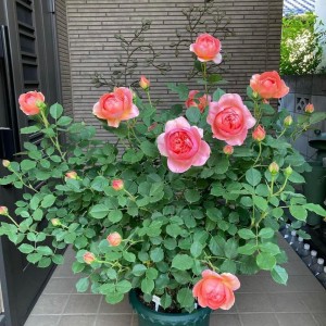 Tìm Cô Giúp Việc Nhà Bao Ăn Ở Tại Đường Trần Tuấn Khải Quận 5