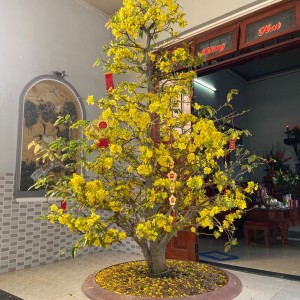 Tìm Chị Về Phụ Lau Dọn Nhà Cửa Cùng Vợ Chồng Em