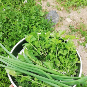 Chính Chủ Cần Gấp 1 Cô Làm Quán Nhặt Rau Ạ ( Đi Làm Bao Ăn Ở Lại Ạ )