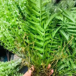 Chính chủ em cần gấp ạ