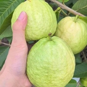 Gia đình em đang cần gấp ạ