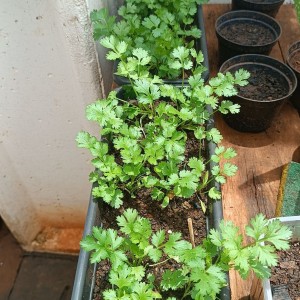 Gia Đình Em Ở Đường Lê Đức Thọ Quận Gò Vấp, Đang Cần Tuyển 1 Chị Giúp Việc Nhà Ăn Ở Lại.