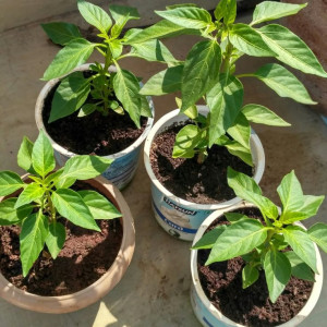 𝑻𝒊̀𝒎 𝒄𝒉𝒊̣ 𝒈𝒊𝒖́𝒑 𝒗𝒊𝒆̣̂𝒄 𝒏𝒉𝒂̀ đ𝒊 𝒍𝒂̀𝒎 𝒃𝒂𝒐 𝒂̆𝒏 𝒐̛̉ 𝒍𝒂̣𝒊 𝒕𝒓𝒆̂𝒏 đ𝒖̛𝒐̛̀𝒏𝒈 𝑷𝒉𝒂𝒏 𝑿𝒊́𝒄𝒉 𝑳𝒐𝒏𝒈 𝑸𝒖𝒂̣̂𝒏 𝑷𝒉𝒖́ 𝑵𝒉𝒖𝒂̣̂𝒏