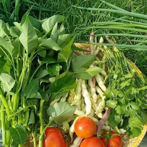 Tuyển Gấp Chị Giúp Việc Nhà Làm Ăn Ở Lại Cùng Gia Đình Em Tại Cộng Hoà Quận Tân Bình. - Lương Cao, Không Yêu Cầu Kinh Nghiệm