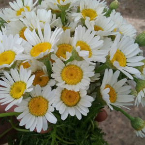 Chào Các Chị Xinh Đẹp Em Cần Gấp Ngay Hôm Nay 1 Cô Giúp Việc Nhà (bao Ăn Ở)