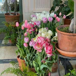 EM CẦN CÔ GIÚP VIỆC DƯỚI 60 TUỔI ( Ở LẠI ĐƯỢC ) TẠI ĐƯỜNG PHẠM HÙNG QUẬN 8