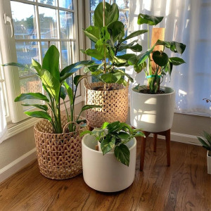 VỢ CHỒNG EM MỚI CƯỚI CẦN GẤP CÔ GIÚP VIỆC NHÀ LÀM ĂN Ở LẠI VỚI NHÀ EM LUÔN