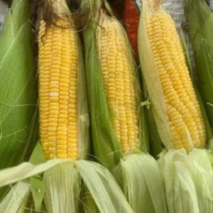 Tuyển Cô Chăm Bà Ak