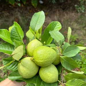 Cần Gấp Một Chị Về Giúp Việc Cho Gia Đình Bao Ăn Ở Tại Nhà Lương 11 Triệu