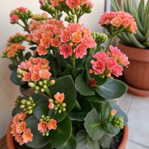 Nhà 4 người lớn, cần tìm gấp 1 cô vè làm nội trợ trong gia đình