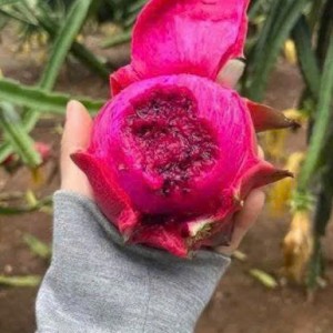 Gia đình em cần người làm ạ