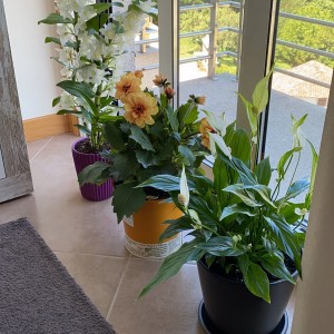 Em cần gấp 1 cô giúp việc qua làm cho nhà 3 người lớn bận đi làm suốt cả ngày 