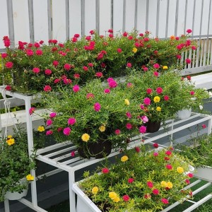 NHÀ MẶT PHỐ CÓ 1 LẦU NGAY ĐƯỜNG CỘNG HOÀ TÂN BÌNH. CẦN GẤP 1 CÔ GIÚP VIỆC NHÀ