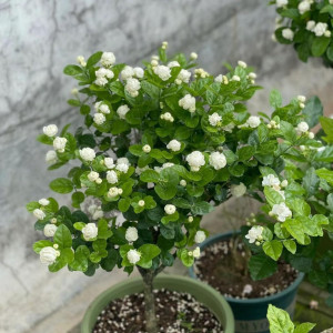 Tìm Chị Dưới 54 Tuổi, Sức Khỏe Tốt Làm Ăn Ở Lại Gắn Bó Lâu Dài Cùng Gia Đình E