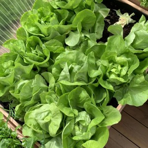 𝑻𝒖𝒚𝒆̂̉𝒏 𝒈𝒂̂́𝒑 𝒄𝒉𝒊̣ 𝒈𝒊𝒖́𝒑 𝒗𝒊𝒆̣̂𝒄 𝒏𝒉𝒂̀ 𝒄𝒐́ 𝒃𝒂𝒐 𝒂̆𝒏 𝒐̛̉ 𝒍𝒂̣𝒊 𝒕𝒂̣𝒊 đ𝒖̛𝒐̛̀𝒏𝒈 𝑨̂𝒖 𝑪𝒐̛ 𝑸𝒖𝒂̣̂𝒏 𝑻𝒂̂𝒏 𝑷𝒉𝒖́