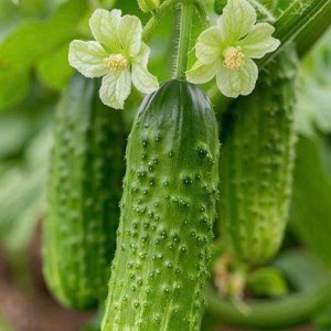 Em đang cần gấp 1 cô đi làm liền ạ