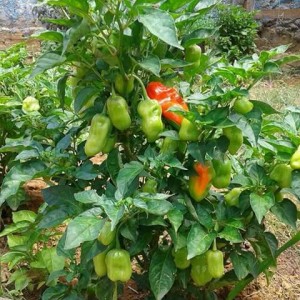 NHÀ VỢ CHỒNG EM LÀM CÔNG CHỨC CẦN CÔ VỀ SẮP XẾP NHÀ CỬA Ở QUẬN BÌNH THẠNH
