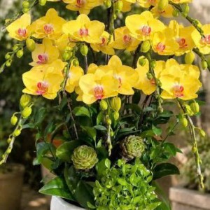 Tuyển gấp 1 cô chuyên chăm bé ạ