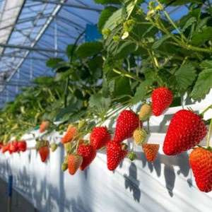 NGAY TRÊN  ĐƯỜNG BÀ HOM BÌNH TÂN CẦN CHỊ VỀ PHỤ TRÔNG COI NHÀ CỬA