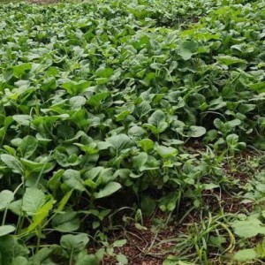 Tuyển gấp 1 cô chuyên chăm bé bao ăn ở lại ạ