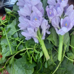 Nhà Em Mặt Phố Ngay Chợ Bà Hom Quận Bình Tân, Em Cần Lắm Luôn 1 Cô Về Trông Coi Nhà Cửa