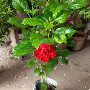 𝑵𝒉𝒂̀ 𝒆𝒎𝒄𝒂̂̀𝒏 𝒈𝒂̂́𝒑 𝒄𝒐̂ 𝒈𝒊𝒖́𝒑 𝒗𝒊𝒆̣̂𝒄 𝒏𝒉𝒂̀ 𝒐̛̉ đ𝒖̛𝒐̛̀𝒏𝒈 𝑳𝒆̂ 𝑻𝒉𝒊̣ 𝑯𝒐̂̀𝒏𝒈 𝒒𝒖𝒂̣̂𝒏 𝑮𝒐̀ 𝑽𝒂̂́𝒑