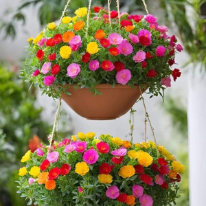 TẾT… TẾT.. TẾT ĐẾN RỒI NÊN EM CẦN CHỊ VỀ QUÁN XUYẾN VIỆC NHÀ VÀ NẤU ĂN CHO GIA ĐÌNH