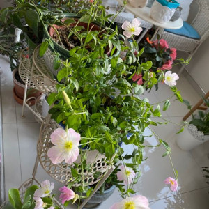 Trong hôm nay em tìm gấp một cô hiền lành, làm ăn ở lại cùng gia đình em tại Nguyễn Thông Quận 3.