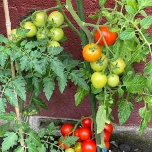 gần chợ an đông quận 5, em tìm gấp chị giúp việc nhà đi làm ngay với mức lương từ 12 triệu trở lên