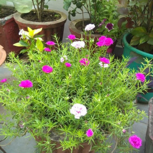 Chủ Nhật Cuối Tuần Bận Bịu Nên Em Tìm Ngay Hôm Nay Cô Giúp Việc Nhà