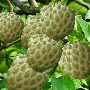 Cần Gấp Cô Chăm Bé Lh 0966529171