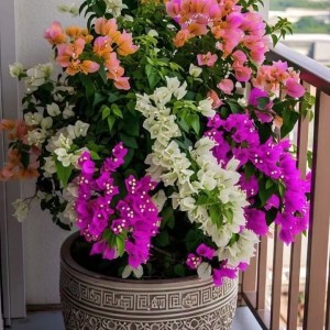 Nhà mặt phố ở đường Minh Phụng  Quận 6, Cần tìm cô giúp việc nhà không yêu cầu kinh nghiệm