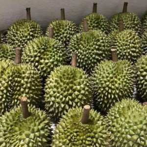 Gia đình em cần gấp ạ