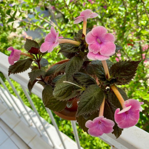 LƯƠNG THÁNG 10 TRIỆU LẠI CÒN BAO ĂN Ở TẠI QUẬN 3 ĐANG TÌM CÔ SIÊNG NĂNG VỀ LÀM VIỆC NHÀ