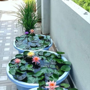 Cần Gấp Cô Giúp Việc Nhà Làm Ở Lại Với Lương Cao !!
