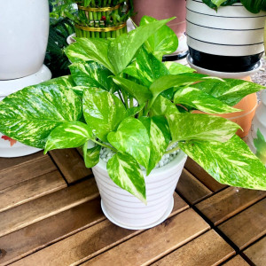 TÌM CHỊ GIÚP VIỆC VỀ TRÔNG COI NHÀ CỬA CHO GIA ĐÌNH TẠI QUẬN 8