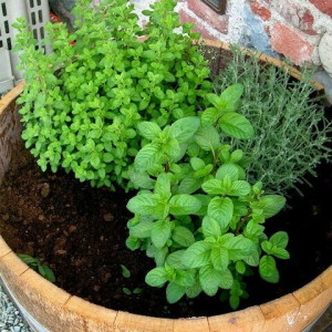 Nhà em đang tìm 1 cô giúp việc cho gia đình 4 người lớn trên đường Nguyễn Biểu Quận 5