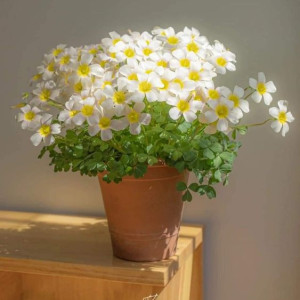 Hôm Nay Gia Đình Cần Chị Miền Nam Về Lau Dọn Nhà Cửa Ở Chợ Tân Bình