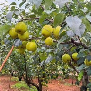 Tuyển gấp 1 cô chuyên giúp việc nhà bao ăn ở lại ạ