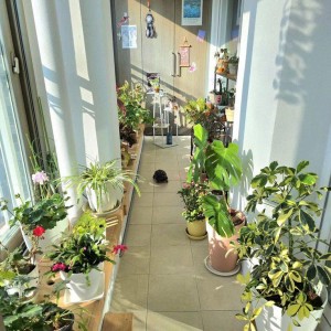 GIA ĐÌNH CÓ 3 NGƯỜI LỚN CẦN GẤP 1 CHỊ GIÚP VIỆC NHÀ LƯƠNG 13 TRIỆU BAO ĂN Ở TRÊN ĐƯỜNG HÀM TỬ QUẬN 5