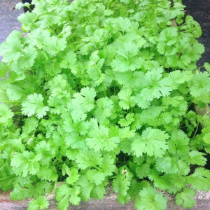 GẤP LẮM RỒI CÁC CÔ ƠI ...... !!! GIA ĐÌNH TOÀN NGƯỜI LỚN TÌM CÔ VỀ GIÚP VIỆC NHÀ