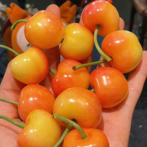 Em đang tuyển gấp 1 nam làm phụ bếp đi làm bao ăn ở lại ạ