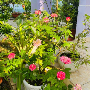 Cần Tuyển Gấp.. Gấp..gấp Người Giúp Việc Nhà 1 Lầu Ở Gần Bến Xe Chợ Lớn Quận 6. Với Mức Lương Cao !!