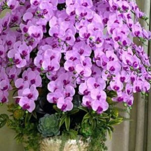 Gia đình em cần gấp 1 cô làm việc có tâm ạ