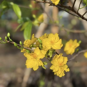 Cận tết nhà nhiều việc lắm nè các chị ơi, em đang tìm thêm 1 chị giúp việc nhà đi làm ngay nha