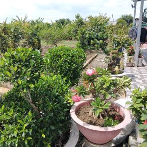 GIỜ EM CẦN MỘT CÔ VỀ LAU DỌN NHÀ CỬA CHO GIA ĐÌNH