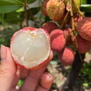 Chính chủ em cần gấp ạ