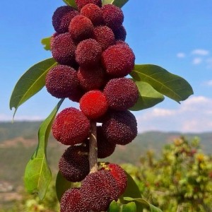 📢 Cần Gấp Cô Chăm Bé 4 Tháng Lh 0966529171