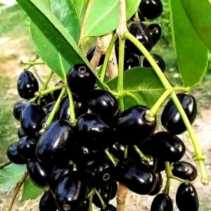 📣 CẦN GẤP CÔ GIÚP VIỆC NHÀ LH 0966529171