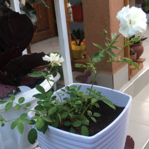 Nhà Em Ở Ngay Đường Phạm Hùng- Quận 8. Hiện Đang Cần Gấp Cô Giup Việc Nha